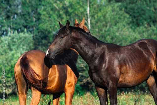 Two young stallions , chestnut ann black color, communicating with each other in hot summer day in green pasture. © aurency
