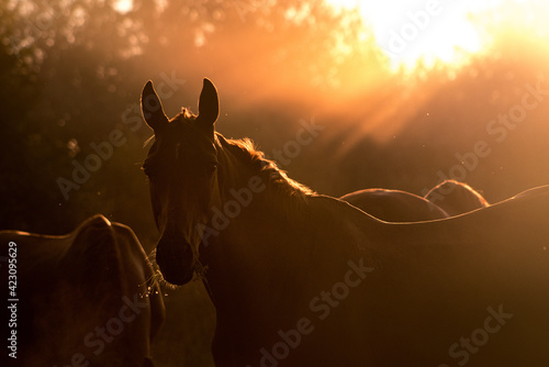 Herd of don horses grazing in the early morning in soft rays of rising sun. Natural silhouette.