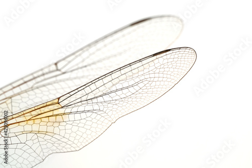 dragonfly,dragonfly wing in high definition on white background, macro