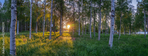 Scenic panorama of evening sun shines through birch forest at swedish countryside middle summer  warm golden rays shining through tree trunks  flowers and green grass. Long shadows. Sweden.