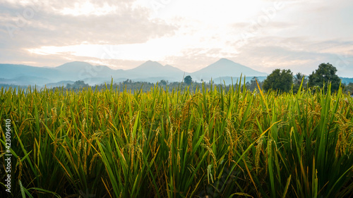 rice field in the morning