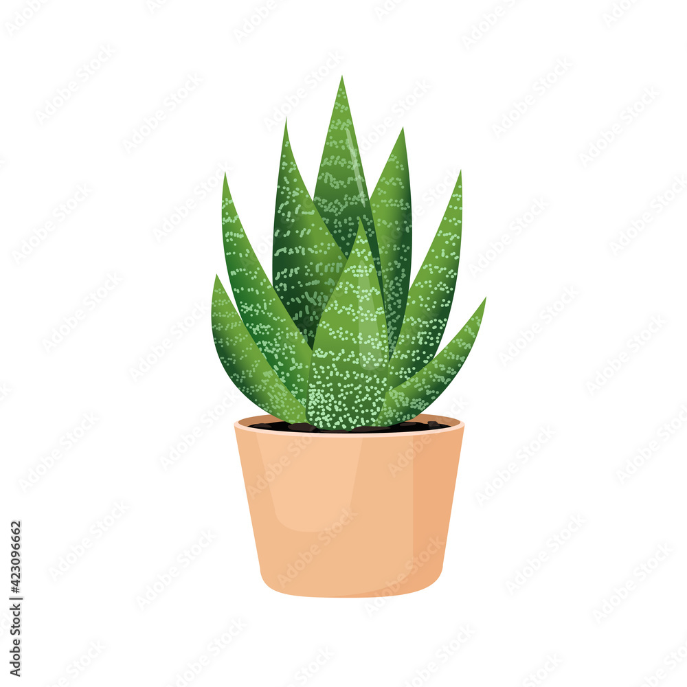 Indoor plant haworthia in a pot for interior decor at home, office, indoor use. Vector illustration isolated on white background. Trendy home decor with plants, urban jungle. Succulent Indoor plant haworthia in a pot for interior decor at home, office, indoor use. Vector illustration isolated on white background. Trendy home decor with plants, urban jungle. Succulent