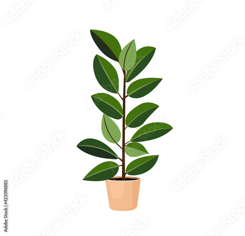 Indoor tree plant ficus rubber in a pot for home, office, premises decor. Illustration isolated on white background. Trendy home decor with plants, urban jungle
