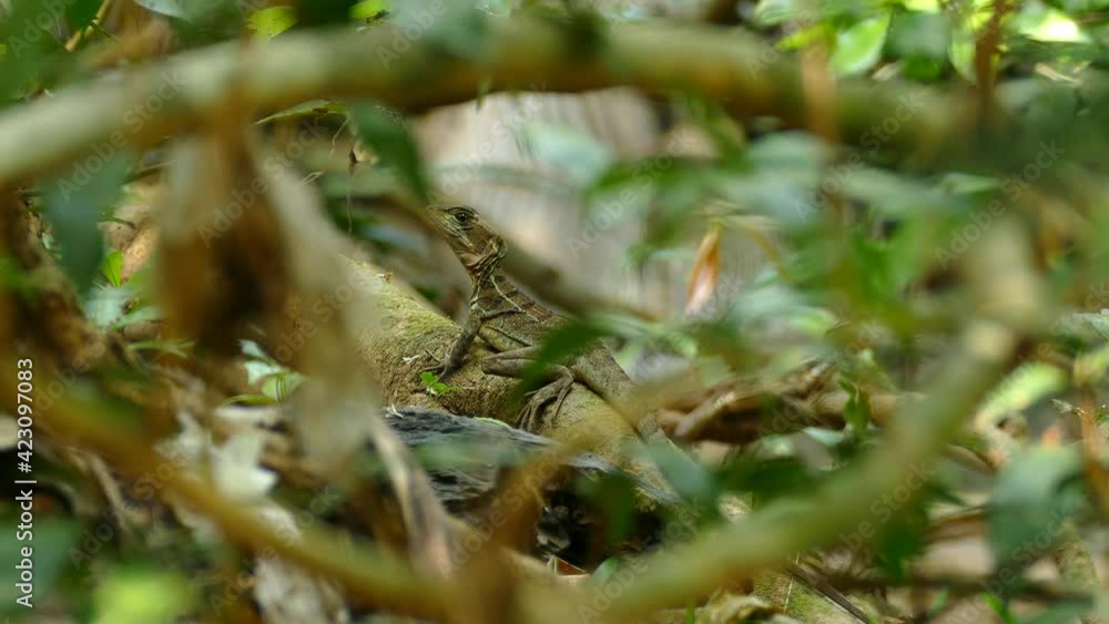 Tiny reptile alligator stands out behind the leaves perspective close up Tiny reptile alligator stands out behind the leaves perspective close up