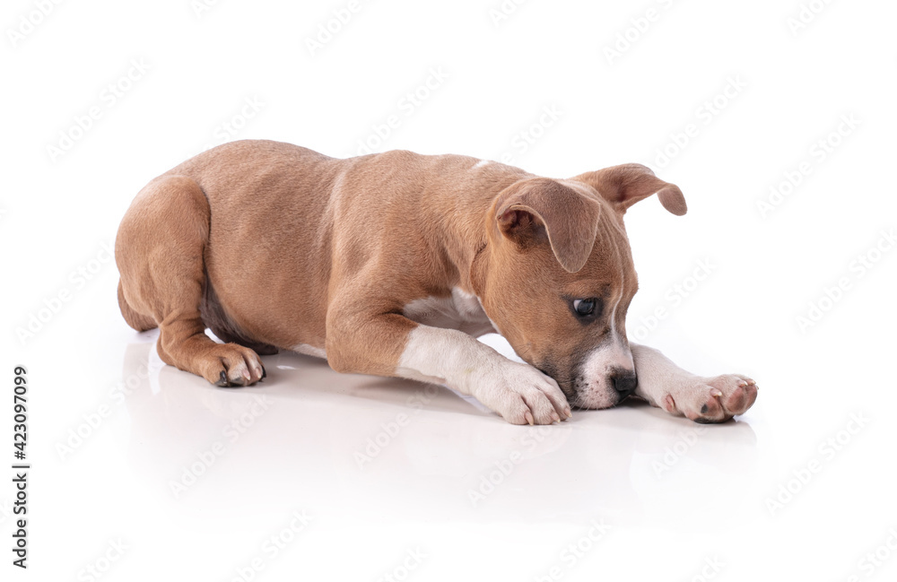 3 month old American Staffordshire Terrier puppy 3 month old American Staffordshire Terrier puppy