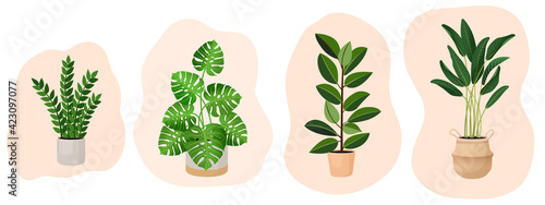 Set of houseplants - monstera,  ficus, ravenala palm, rubber plant, pipal, zamioculcas. Vector illustration isolated on white background. Trendy home decor and indoors with plants, urban jungle.