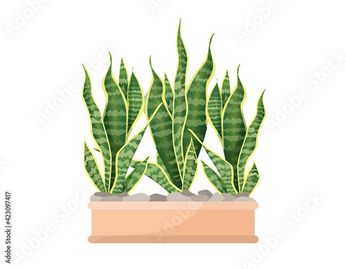 Indoor plant sansevieria in a pot for home, office, premises decor. Illustration isolated on white background. Trendy home decor with plants, urban jungle. Pike tail.