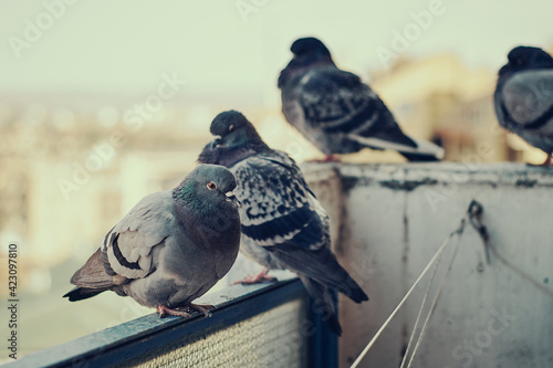 Canvas Print Pigeons standing on a high up terrace fence