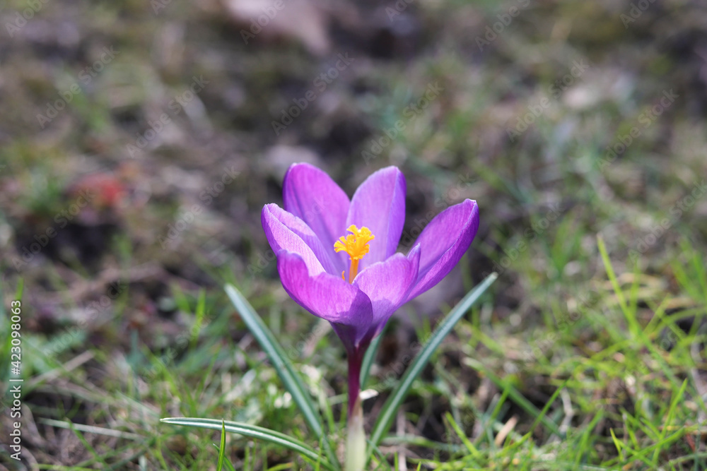 Fototapeta premium Autumn crocus, suffron flowers blooming on the green grass. 