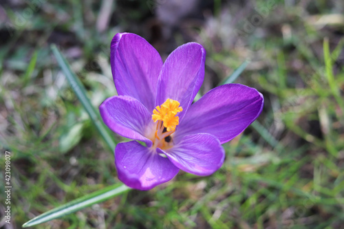 Autumn crocus  suffron flowers blooming on the green grass. 