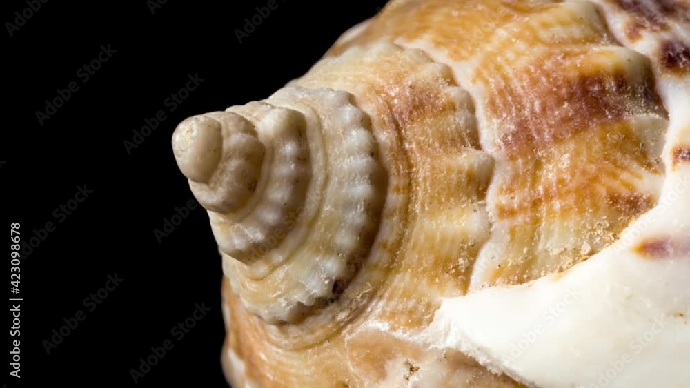 4K macro video of a spiral seashell. Mollusk seashell texture. Black background, studio shooting. 4K macro video of a spiral seashell. Mollusk seashell texture. Black background, studio shooting.
