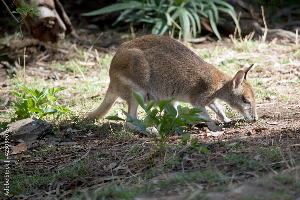 the agile wallaby is eating grass