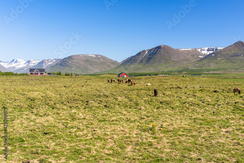 Horses grazing in a grassy field in a wide mountain valley in Iceland on a clear summer day. Snow-capped mountains are visible in background. photo