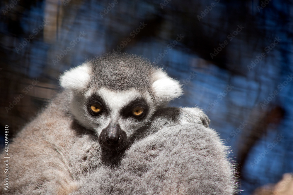 Obraz premium this is a close up of a ring tail lemur