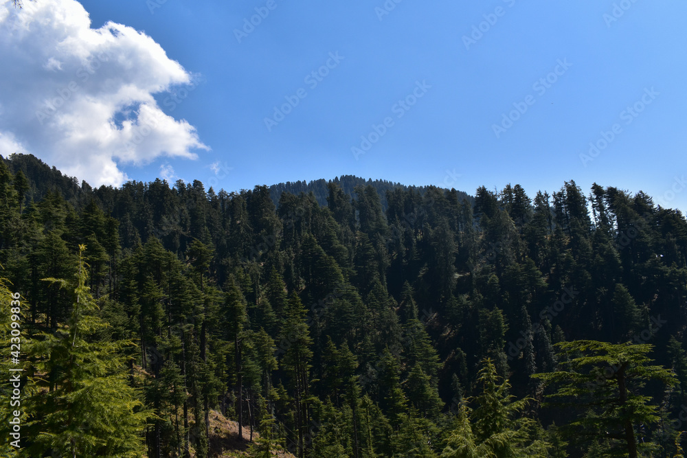 Scenery of clear mountain valley of deodar ( himalayan cedar) trees in himachal pradesh, India