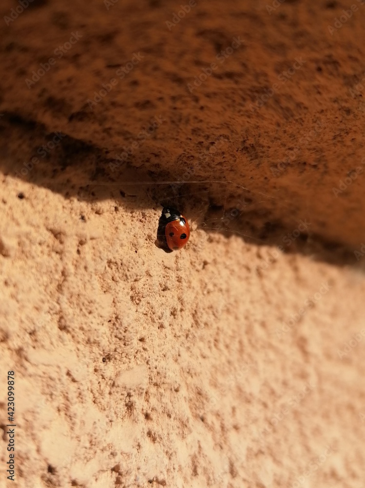 ladybug on a wall ladybug on a wall