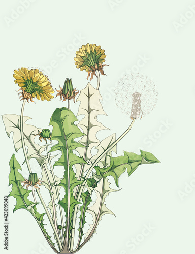 Dandelion flower plant buds to seeds.