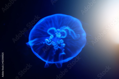 Blue glowing Jellyfish or medusa floating in dark water, close up.