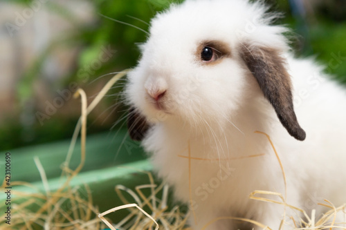 Close up on white rabbit in straw. © milenofrigatto