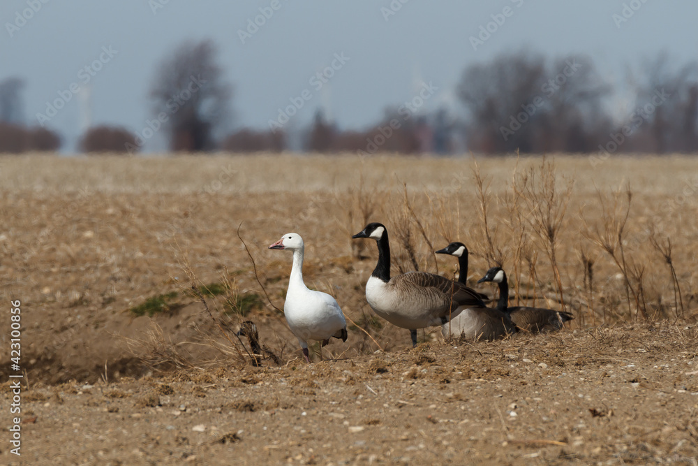 Snow Goose mixed with a flock of Canada Geese next to a pond in a farm field during migration. Snow Goose mixed with a flock of Canada Geese next to a pond in a farm field during migration.