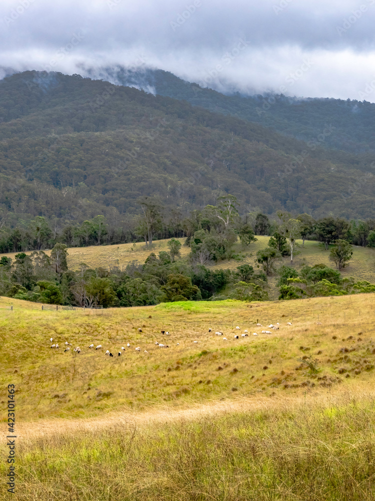 Fototapeta premium Burragate Hills Layered vert