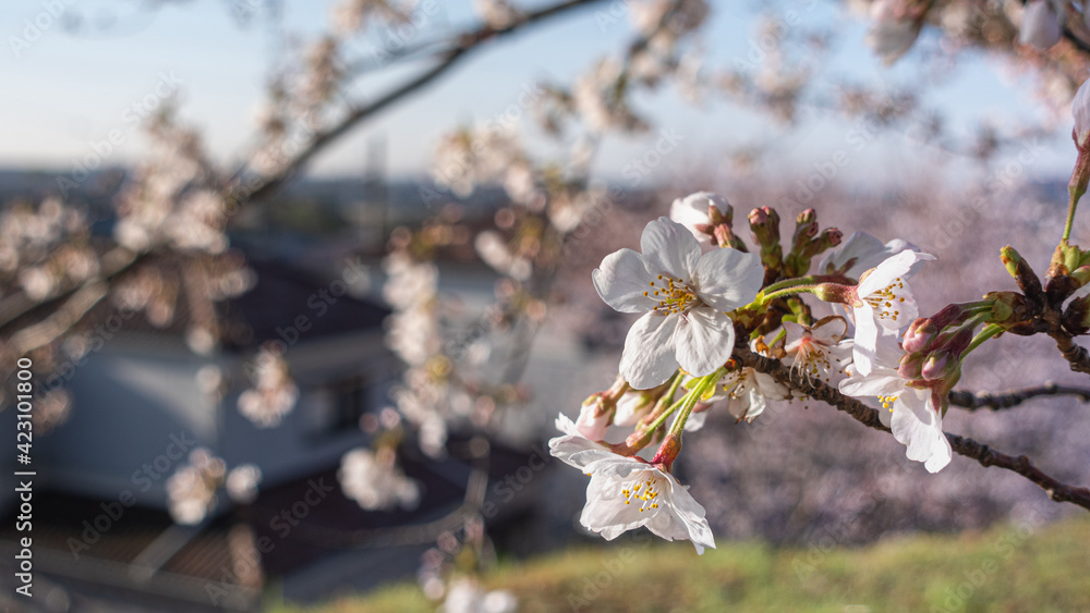 Obraz premium 雫のついた桜と日本の町並み