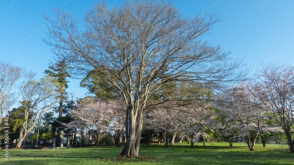 春の公園と桜の木