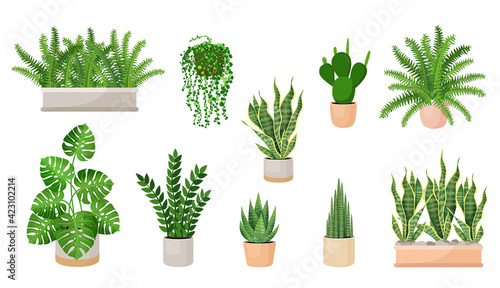 Set of houseplants - cactus, haworthia, zamioculcas, monstera, sansevieria, fern, succulent in a pots. Vector illustration isolated on white background. Trendy home decor with plants, urban jungle.