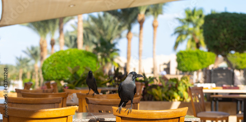 House crow (Corvus splendens), also known as the Indian, greynecked, Ceylon or Colombo crow. A bird tries to steal food from a human dwelling. photo