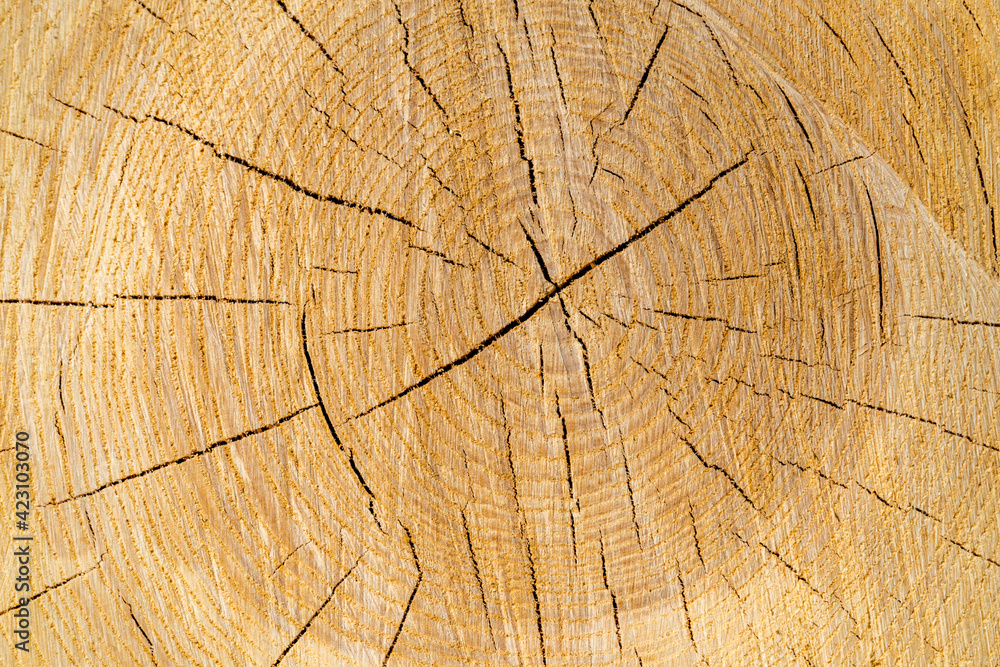 Fototapeta premium closed-up wood background, textured surface 