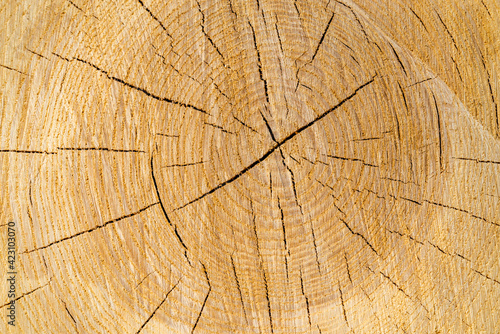 closed-up wood background, textured surface 