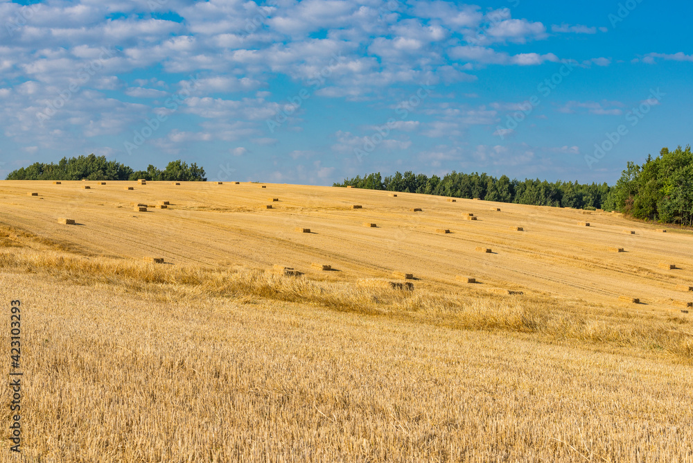 Belorussian meadows at the harvest time, Belarus