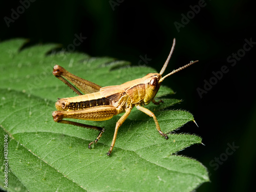 grasshopper on a leaf © Andreas Hildebrandt