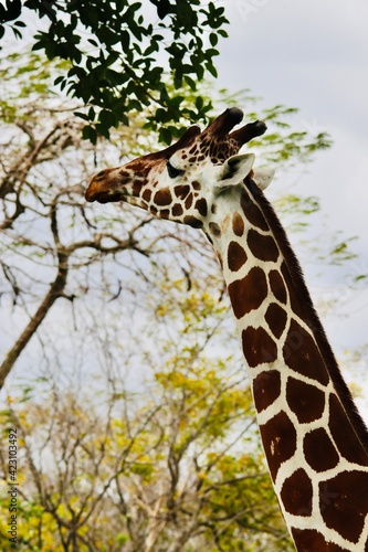 Photography giraffe in the wild