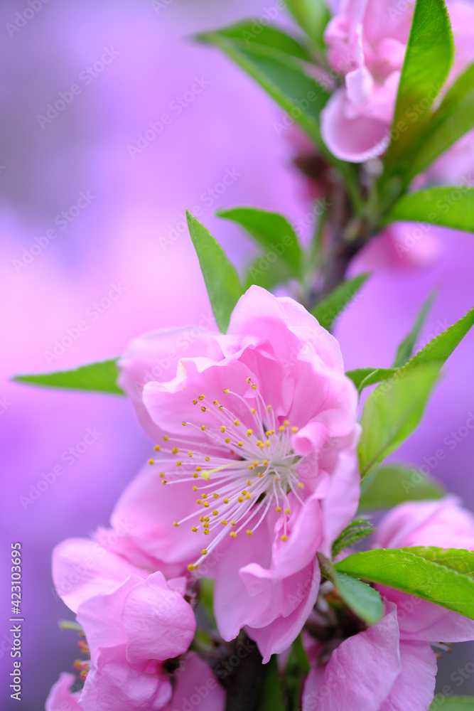 Fototapeta premium 美しい桃の花の接写素材