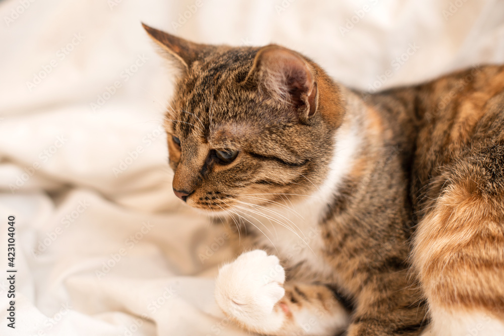 Portrait of a short-haired brown-red cat on a white blanket.