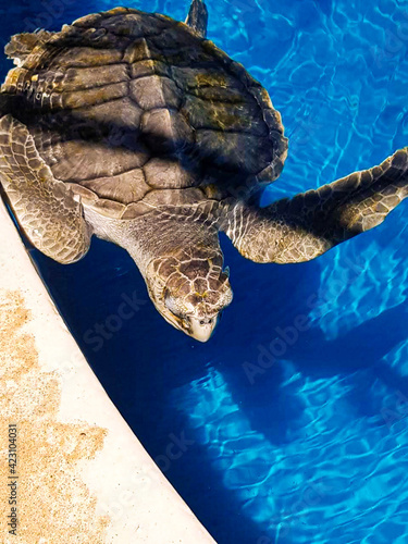 tartarugas marinhas em piscina artificial