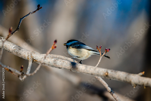 Willow tit in the city park  © PitoFotos