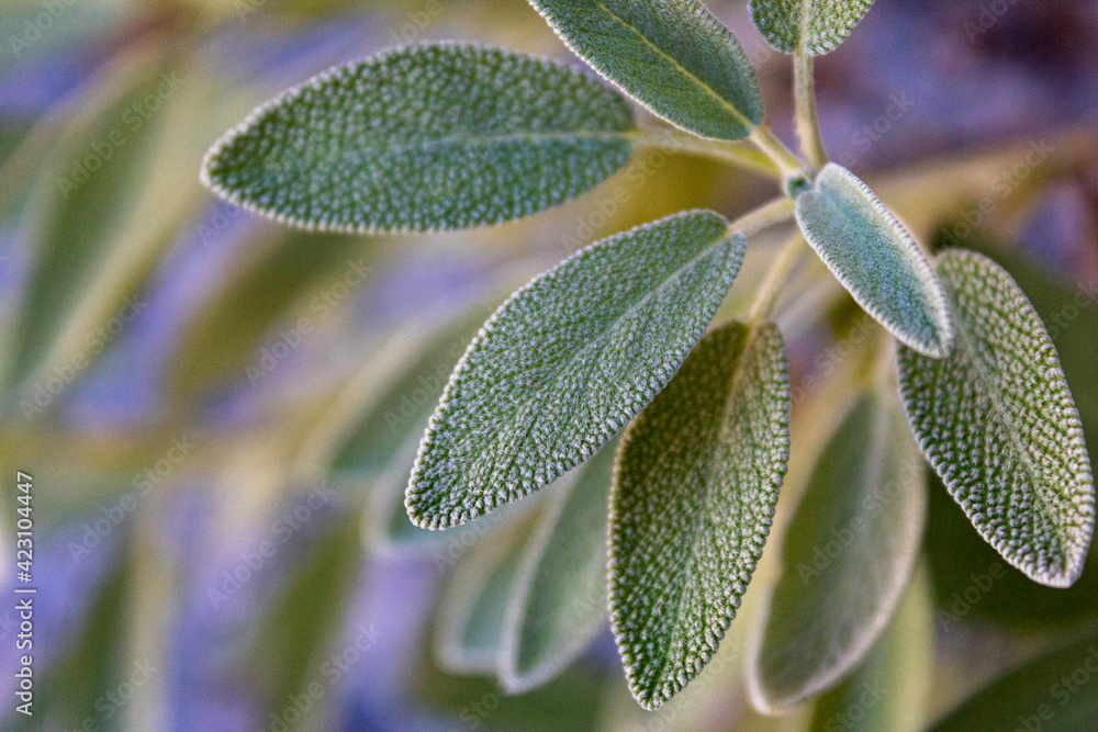 Organic salvia officinalis grown in the backyard. Organic salvia officinalis grown in the backyard.