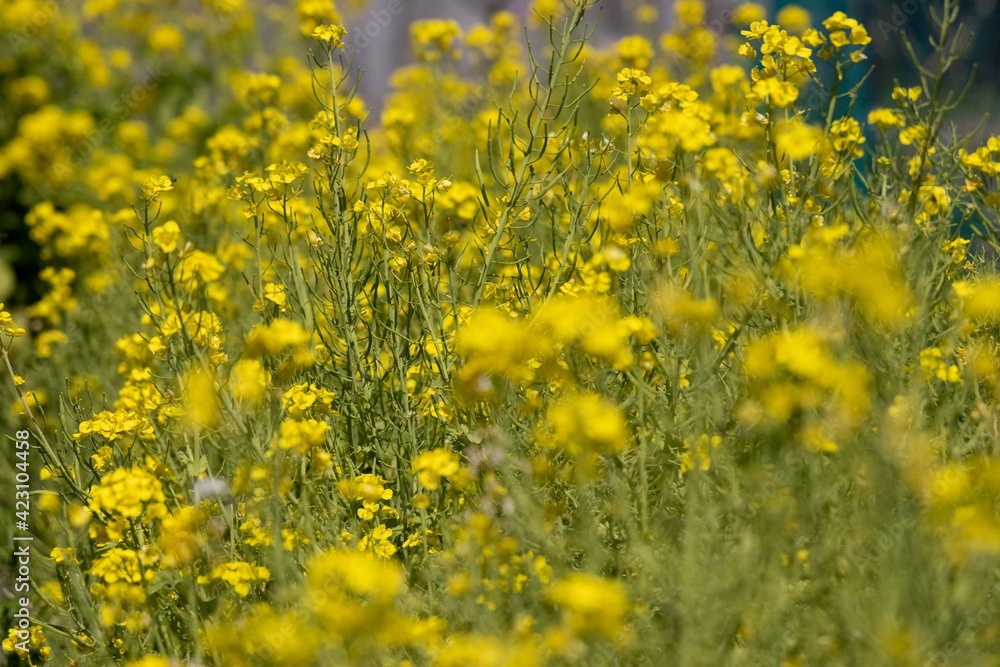 Obraz premium 菜の花畑 ： 春のイメージ