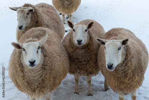 Fototapeta Naklejka Na Ścianę i Meble -  A closeup of a flock of woolly sheep staring forward with their eyes open wide and ears sticking upwards against a snowy background.  The ewes have a large thick coat of wool with bits of dirt.