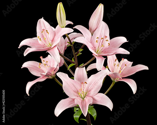 Pink lily flower, isolated on black background photo