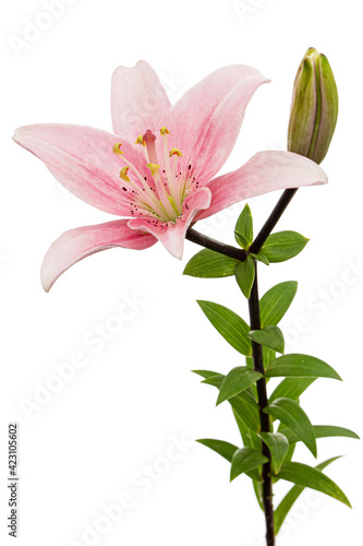 Pink lily flower  isolated on white background