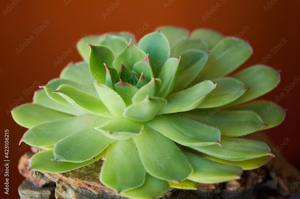 defocused succulents with orange background defocused succulents with orange background