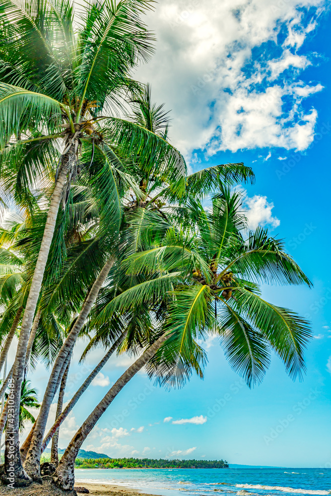 Beautiful beach landscape with  coconut palms 