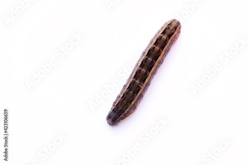 A close up shot of an armyworm larva on white background, Queensland, Australia.