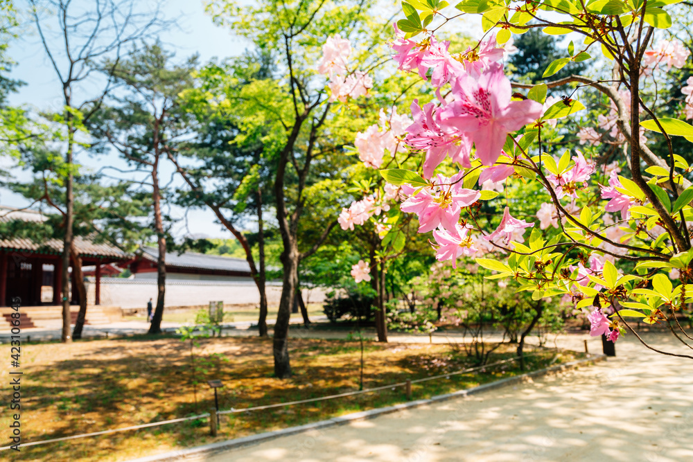Naklejka premium Spring of Jongmyo Shrine in Seoul, Korea