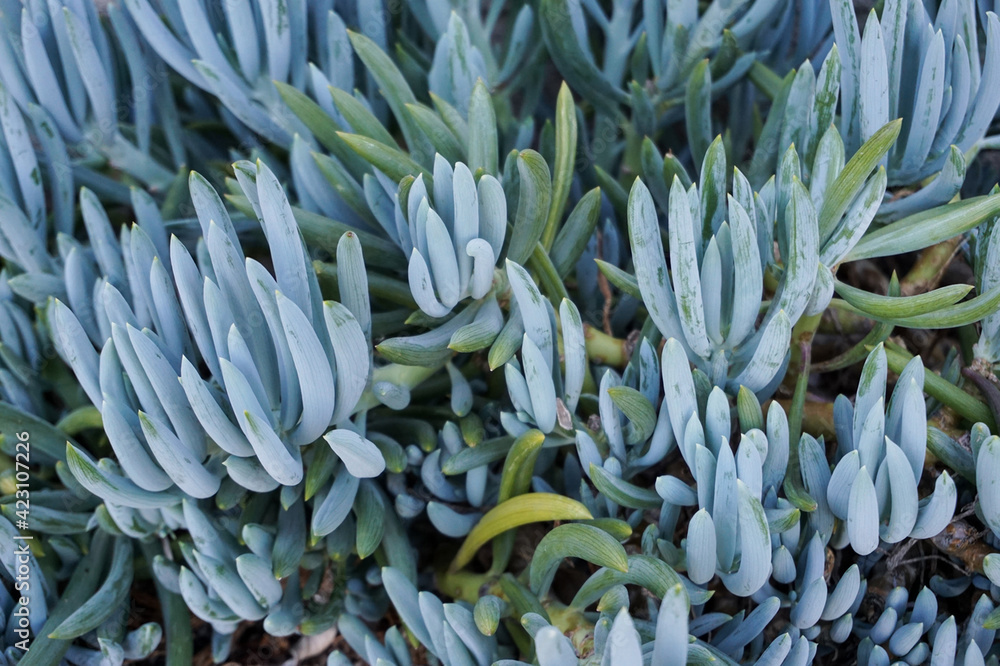 Obraz premium Closeup of silvery blue-green ice plant, or chalkstick, growing in a garden.