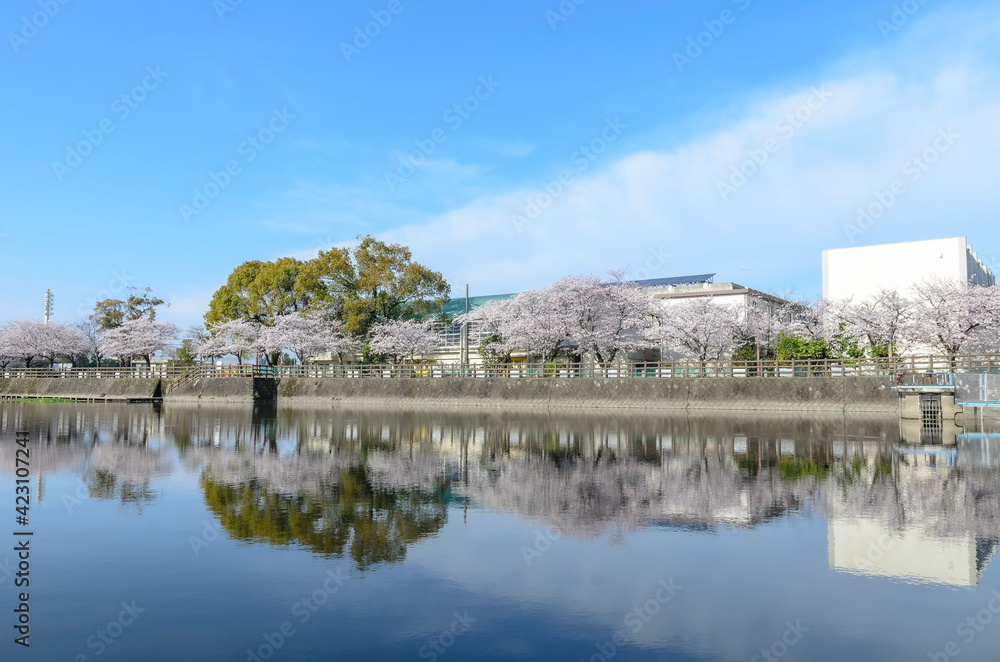 水辺の桜