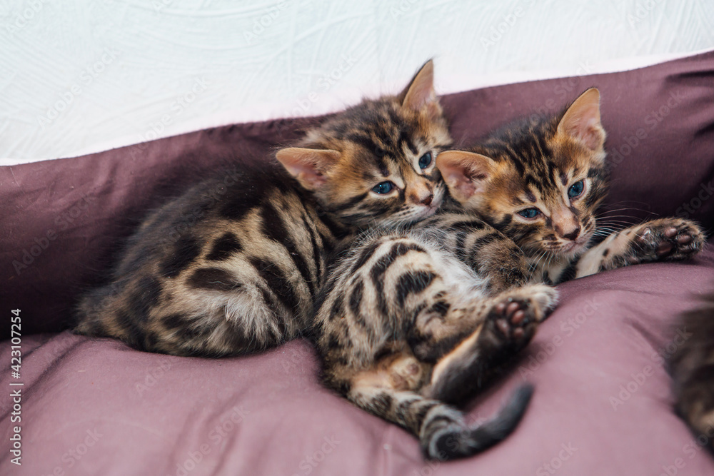 Closee-up Bengal charcoal kittens laying on the pillow Closee-up Bengal charcoal kittens laying on the pillow